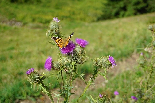 Descarga gratuita Butterfly Allgäu Thistles: foto o imagen gratuita para editar con el editor de imágenes en línea GIMP