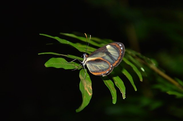 Free download Butterfly Amazon Nature -  free photo or picture to be edited with GIMP online image editor