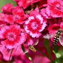 Butterfly and bee flowers  screen for extension Chrome web store in OffiDocs Chromium