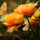 Butterfly and flowers  screen for extension Chrome web store in OffiDocs Chromium