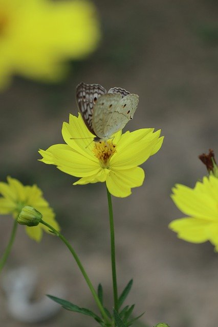 Free picture Butterfly And Flower Yellow Wild -  to be edited by GIMP free image editor by OffiDocs