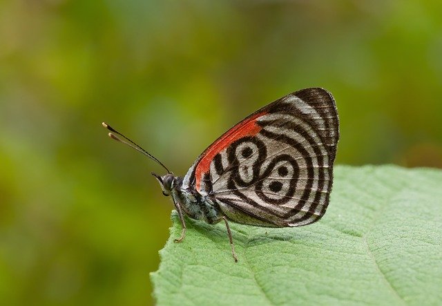 Free download Butterfly Animal Flies -  free photo or picture to be edited with GIMP online image editor