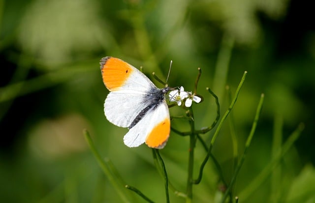 Free download butterfly aurora butterfly insect free picture to be edited with GIMP free online image editor