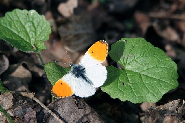 Download gratuito Butterfly Aurora Wings - foto o immagine gratuita da modificare con l'editor di immagini online GIMP