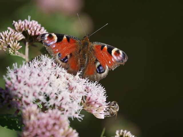 Descărcare gratuită Butterfly Bad Laer In The Summer - fotografie sau imagine gratuită pentru a fi editată cu editorul de imagini online GIMP