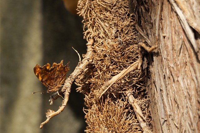 Free download Butterfly Bark Polygonia -  free photo or picture to be edited with GIMP online image editor