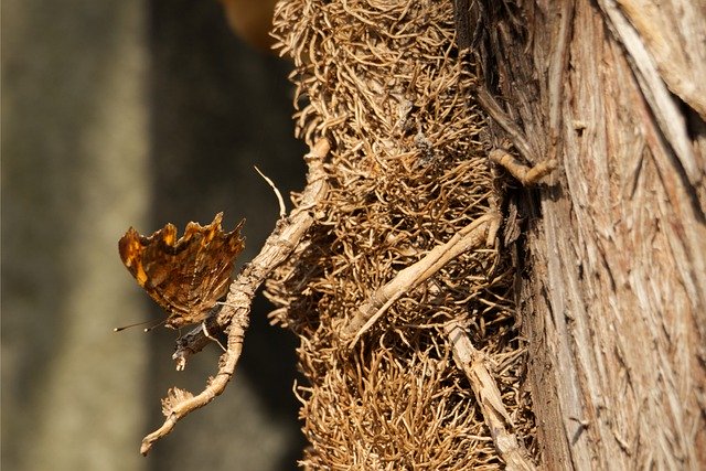 免费下载 Butterfly Bark Polygonia - 使用 GIMP 在线图像编辑器编辑的免费照片或图片