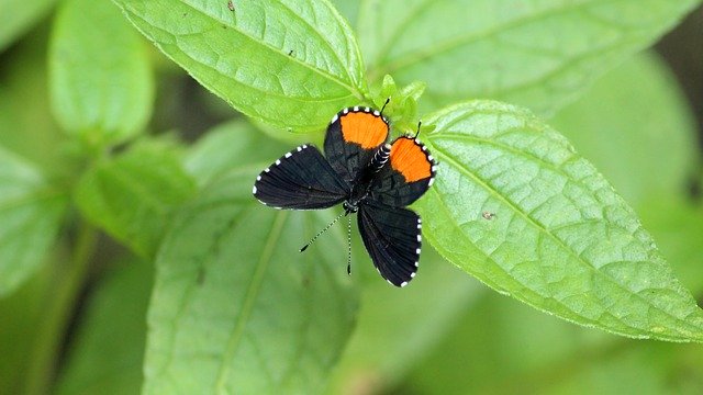 Kostenloser Download Butterfly Beautiful Insect - kostenloses Foto oder Bild zur Bearbeitung mit GIMP Online-Bildbearbeitung