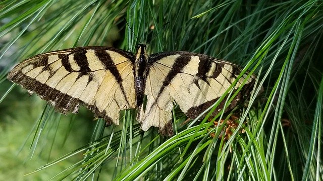 Bezpłatne pobieranie Butterfly Black And Yellow Fly - bezpłatne zdjęcie lub obraz do edycji za pomocą internetowego edytora obrazów GIMP