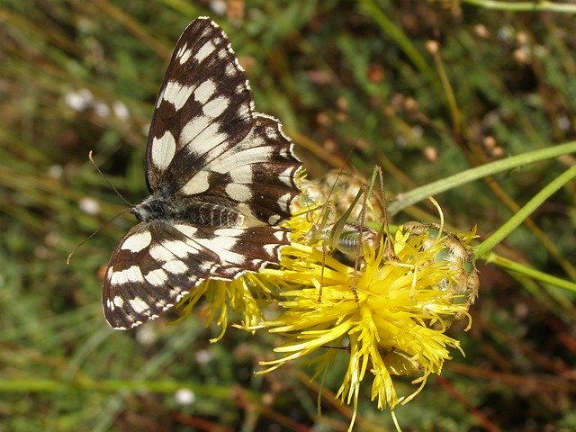 Unduh gratis Butterfly Black Flower - foto atau gambar gratis untuk diedit dengan editor gambar online GIMP