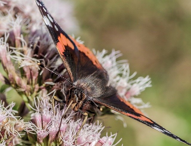 הורדה חינם Butterfly Black Orange - תמונה או תמונה בחינם לעריכה עם עורך התמונות המקוון GIMP