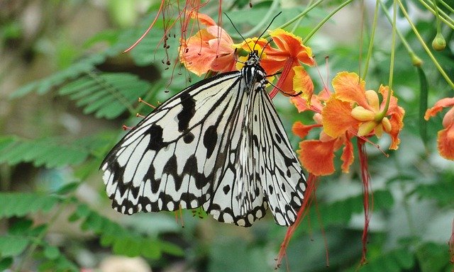 دانلود رایگان Butterfly Black White - عکس یا عکس رایگان قابل ویرایش با ویرایشگر تصویر آنلاین GIMP