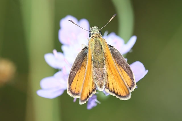 Free download butterfly blossom flower nature free picture to be edited with GIMP free online image editor