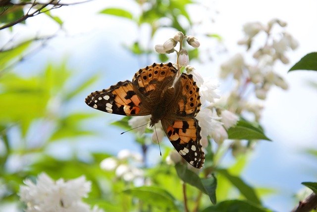 Free download Butterfly Blossom Nature -  free photo or picture to be edited with GIMP online image editor