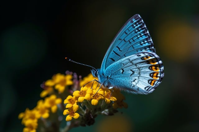Free download butterfly blue butterfly free picture to be edited with GIMP free online image editor
