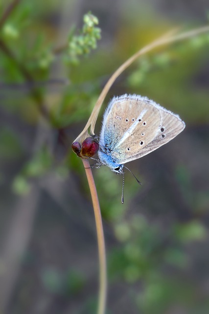 Free graphic butterfly blue butterfly insect to be edited by GIMP free image editor by OffiDocs