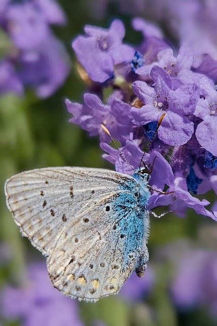 Free download butterfly blue butterfly lavender free picture to be edited with GIMP free online image editor