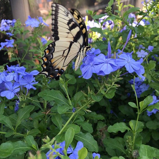 Kostenloser Download Butterfly Blue Garden - kostenloses Foto oder Bild zur Bearbeitung mit GIMP Online-Bildbearbeitung