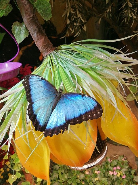 Безкоштовно завантажте Butterfly Blue Insect – безкоштовну фотографію або зображення для редагування за допомогою онлайн-редактора зображень GIMP