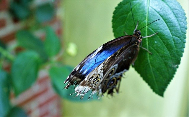 Free download Butterfly Blue Sheet -  free photo or picture to be edited with GIMP online image editor