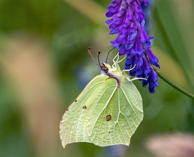 Kostenloser Download Butterfly Brimstone Feeding - kostenloses Foto oder Bild zur Bearbeitung mit GIMP Online-Bildbearbeitung