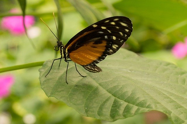 বিনামূল্যে ডাউনলোড করুন বাটারফ্লাই ব্রাউন ব্ল্যাক - বিনামূল্যে ছবি বা ছবি GIMP অনলাইন ইমেজ এডিটর দিয়ে সম্পাদনা করতে হবে