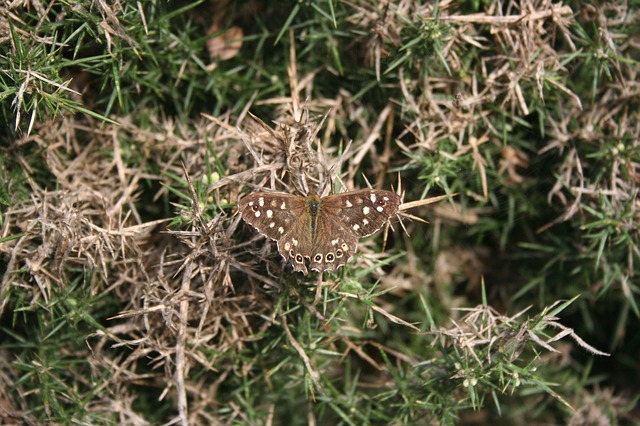 Free download butterfly brown insect old nature free picture to be edited with GIMP free online image editor