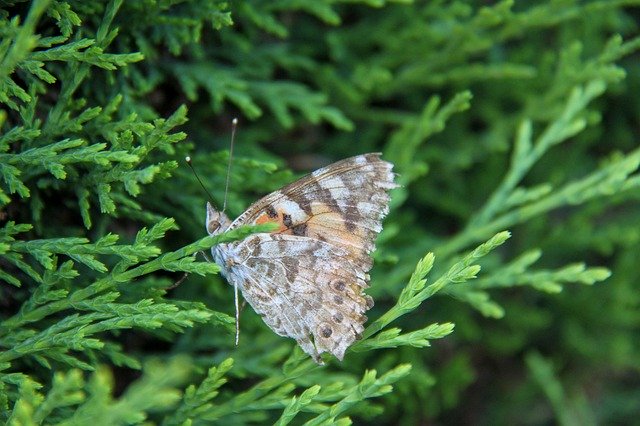 دانلود رایگان Butterfly Brown Orange - عکس یا عکس رایگان قابل ویرایش با ویرایشگر تصویر آنلاین GIMP