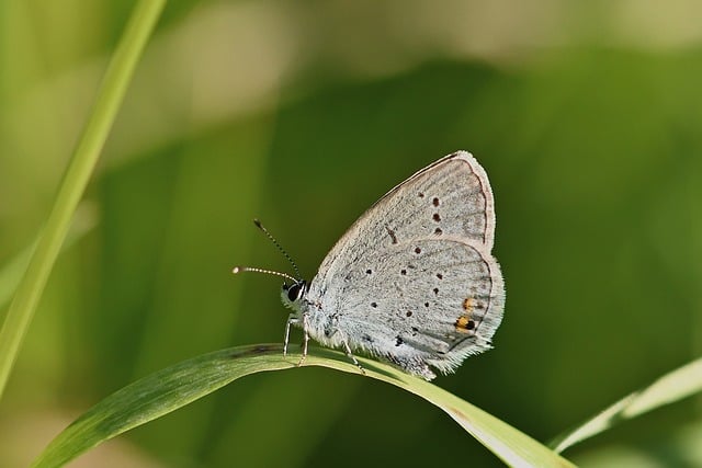 Free download butterfly buckthorn blue close up free picture to be edited with GIMP free online image editor