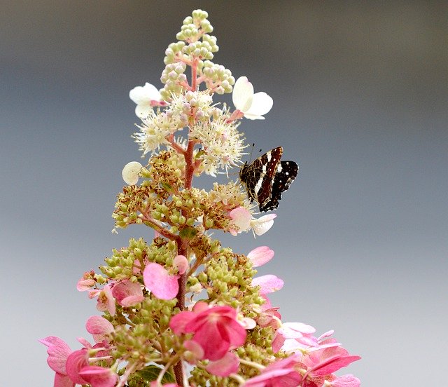 ดาวน์โหลดฟรี Butterfly Bug Animal - ภาพถ่ายหรือรูปภาพฟรีที่จะแก้ไขด้วยโปรแกรมแก้ไขรูปภาพออนไลน์ GIMP