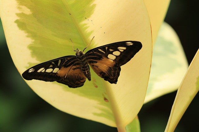 הורדה חינם Butterfly Bug Fauna - תמונה או תמונה בחינם לעריכה עם עורך התמונות המקוון GIMP