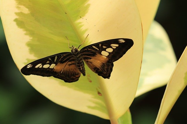 বিনামূল্যে ডাউনলোড করুন বাটারফ্লাই বাগ ফনা - বিনামূল্যে ছবি বা ছবি GIMP অনলাইন ইমেজ এডিটর দিয়ে সম্পাদনা করতে হবে