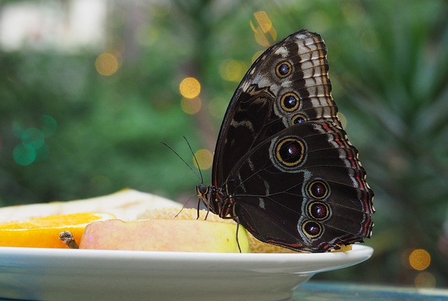 Free download butterfly bug fauna nature animal free picture to be edited with GIMP free online image editor