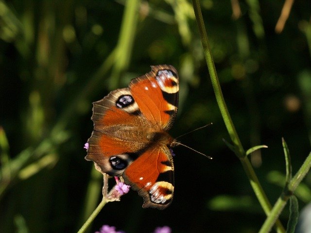Gratis download Butterfly Bug Peacock - gratis foto of afbeelding om te bewerken met GIMP online afbeeldingseditor