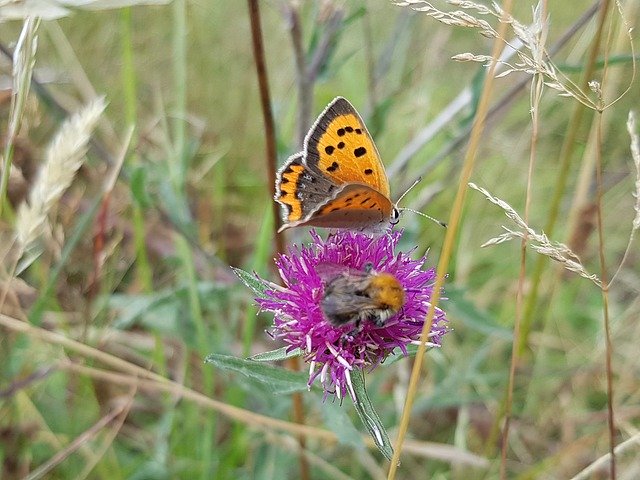 Free download Butterfly Bumblebee Knapweed -  free photo or picture to be edited with GIMP online image editor