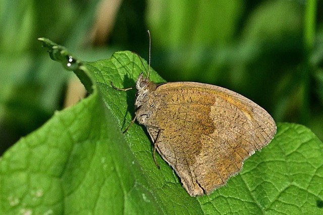 Muat turun percuma Butterfly Butterflies Close Up - foto atau gambar percuma untuk diedit dengan editor imej dalam talian GIMP