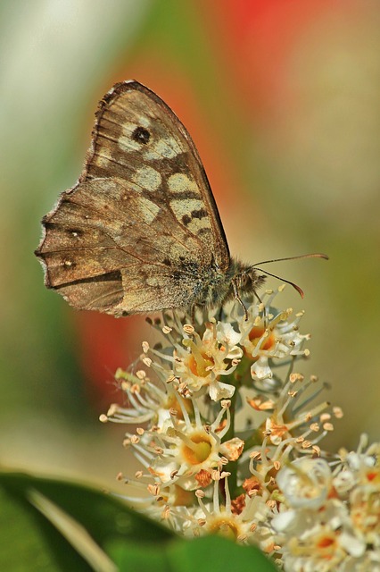 Muat turun percuma Butterfly Butterflies Insect - foto atau gambar percuma untuk diedit dengan editor imej dalam talian GIMP