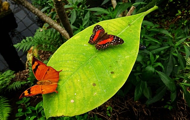 Free download Butterfly Butterflies Leaf -  free photo or picture to be edited with GIMP online image editor