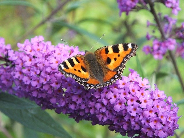 Free download Butterfly Butterflies Little Fox -  free photo or picture to be edited with GIMP online image editor