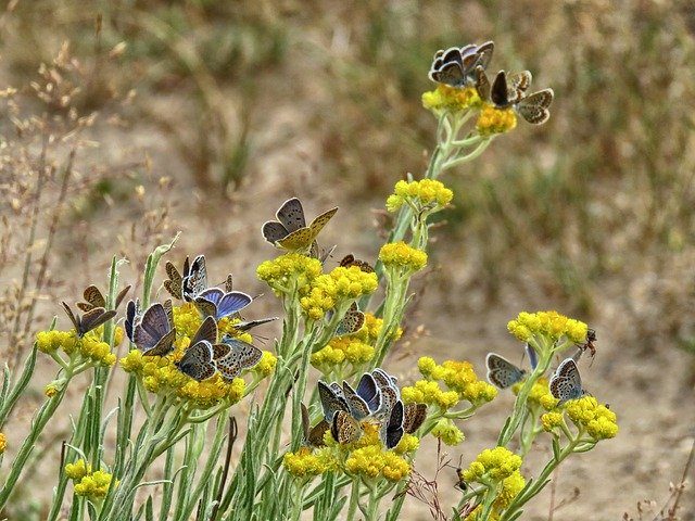 Free download Butterfly Butterflies Modraszek -  free photo or picture to be edited with GIMP online image editor
