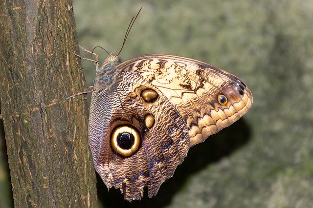 Download grátis Butterfly Butterflies Nature - foto ou imagem gratuita a ser editada com o editor de imagens online GIMP