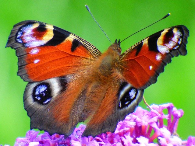 تنزيل Butterfly Butterflies Summer مجانًا - صورة مجانية أو صورة مجانية ليتم تحريرها باستخدام محرر الصور عبر الإنترنت GIMP