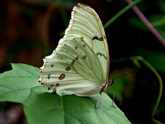 Free download Butterfly Butterflies White Green -  free photo or picture to be edited with GIMP online image editor