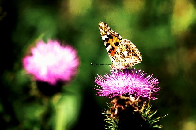 Descarga gratuita Butterfly Butterflies Wings: foto o imagen gratuita para editar con el editor de imágenes en línea GIMP