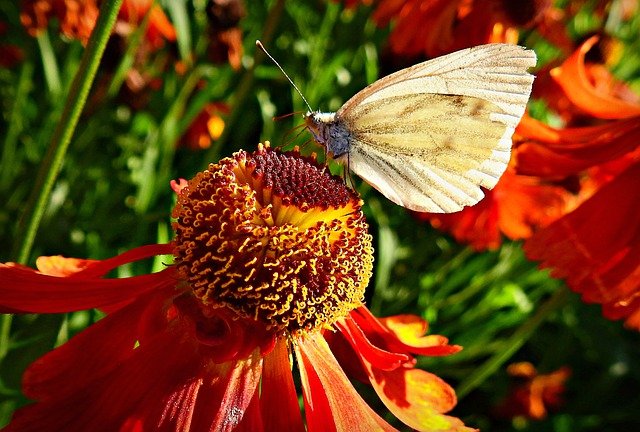 Free download butterfly butterfly on a flower free picture to be edited with GIMP free online image editor