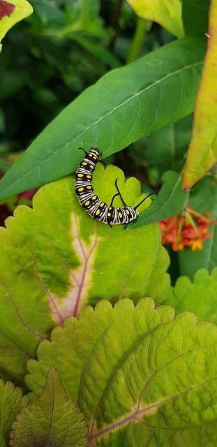 Descarga gratuita Butterfly Caterpillar Leaf - foto o imagen gratis y gratuita para editar con el editor de imágenes en línea GIMP