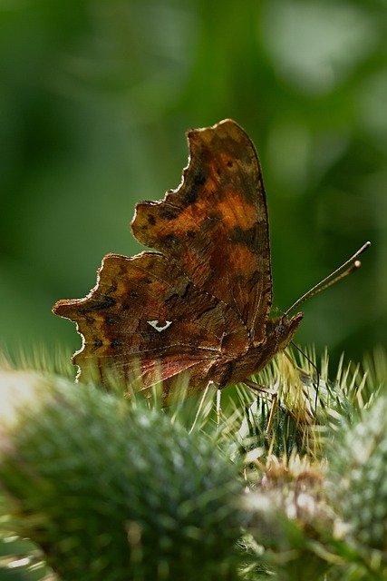 Scarica gratis farfalla c farfalla farfalle foto gratis da modificare con GIMP editor di immagini online gratuito