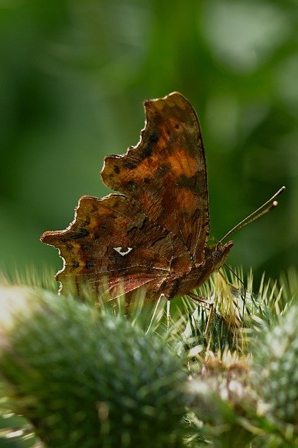 ດາວໂຫຼດຟຣີ butterfly c butterfly butterflies ຮູບຟຣີທີ່ຈະແກ້ໄຂດ້ວຍ GIMP ບັນນາທິການຮູບພາບອອນໄລນ໌ຟຣີ