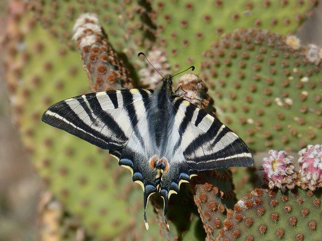 Free download Butterfly Cebrada Beauty -  free photo or picture to be edited with GIMP online image editor