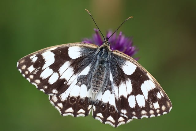 Free download butterfly chessboard insect nature free picture to be edited with GIMP free online image editor